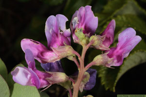 Strandvial,Lathyrus japonicus